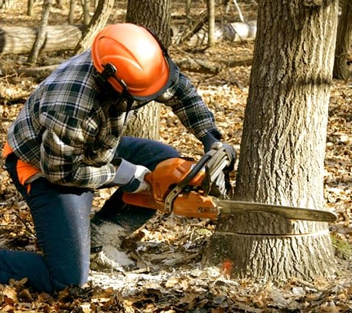 Tree Removal in Greene, ME